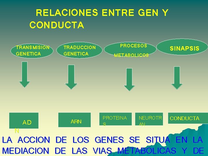RELACIONES ENTRE GEN Y CONDUCTA TRANSMISION GENETICA N AD TRADUCCION GENETICA ARN PROCESOS METABOLICOS