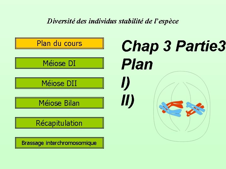 Diversité des individus stabilité de l’espèce Plan du cours Méiose DII Méiose Bilan Récapitulation