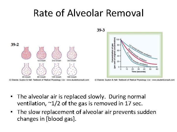 Rate of Alveolar Removal • The alveolar air is replaced slowly. During normal ventilation,