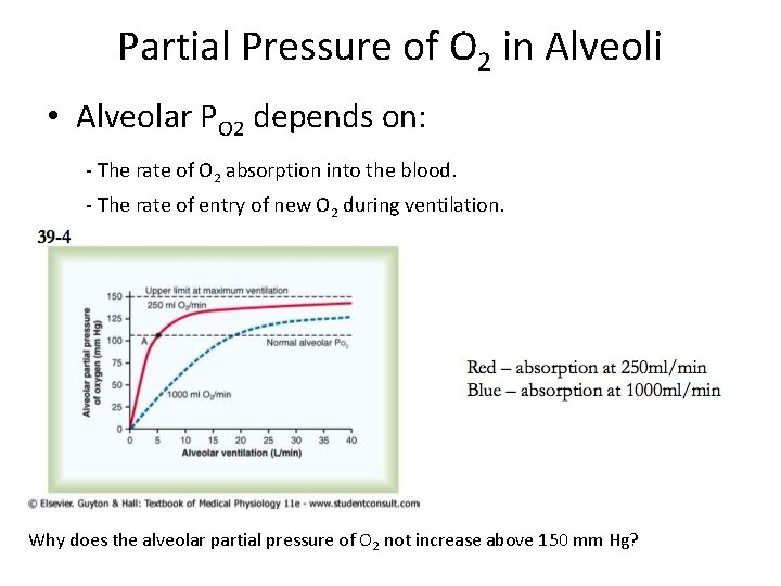 Partial Pressure of O 2 in Alveoli • Alveolar PO 2 depends on: -