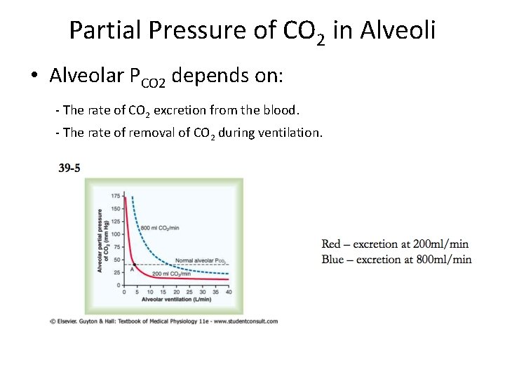 Partial Pressure of CO 2 in Alveoli • Alveolar PCO 2 depends on: -