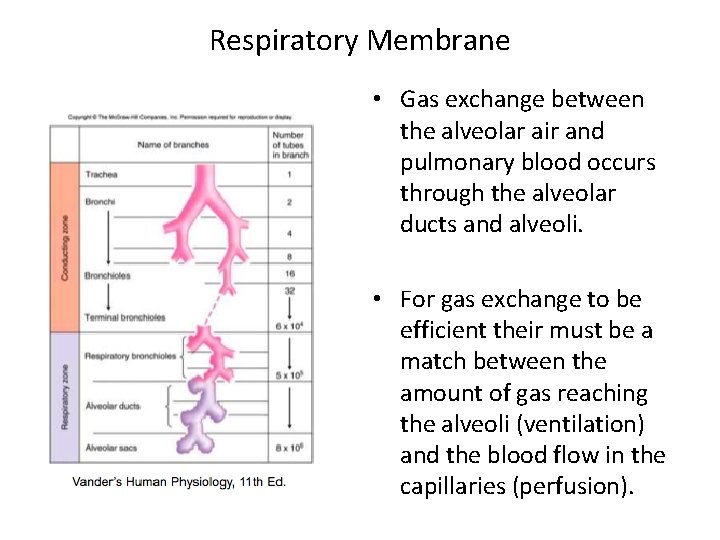 Respiratory Membrane • Gas exchange between the alveolar air and pulmonary blood occurs through