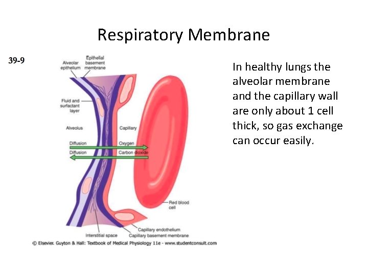 Respiratory Membrane In healthy lungs the alveolar membrane and the capillary wall are only