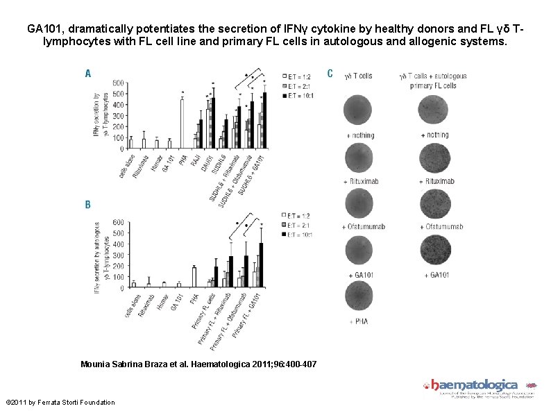 GA 101, dramatically potentiates the secretion of IFNγ cytokine by healthy donors and FL