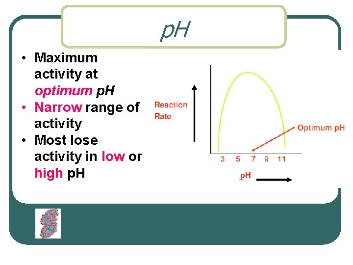 p. H • Maximum activity at optimum p. H • Narrow range of activity