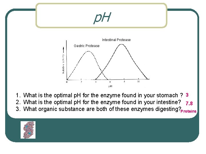 p. H Intestinal Protease Gastric Protease 1. What is the optimal p. H for