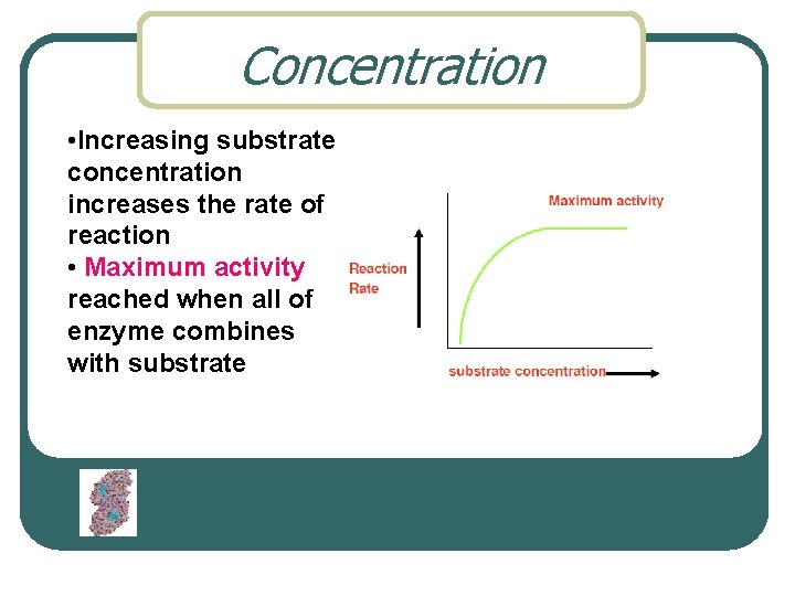 Concentration • Increasing substrate concentration increases the rate of reaction • Maximum activity reached