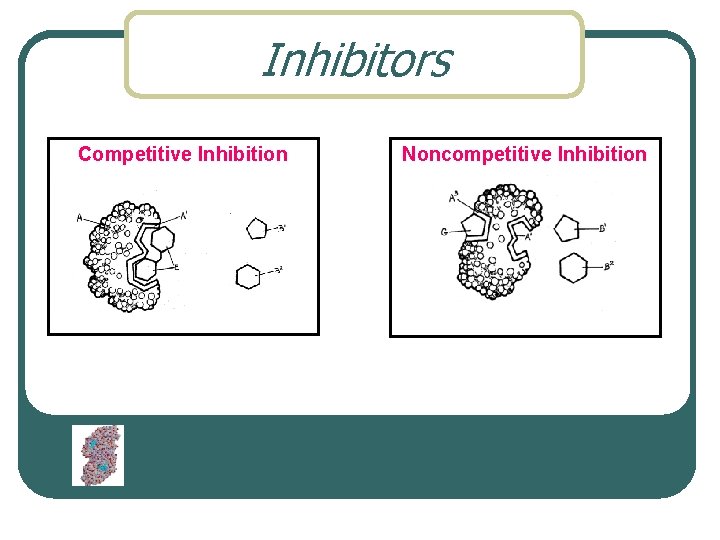 Inhibitors Competitive Inhibition Noncompetitive Inhibition 