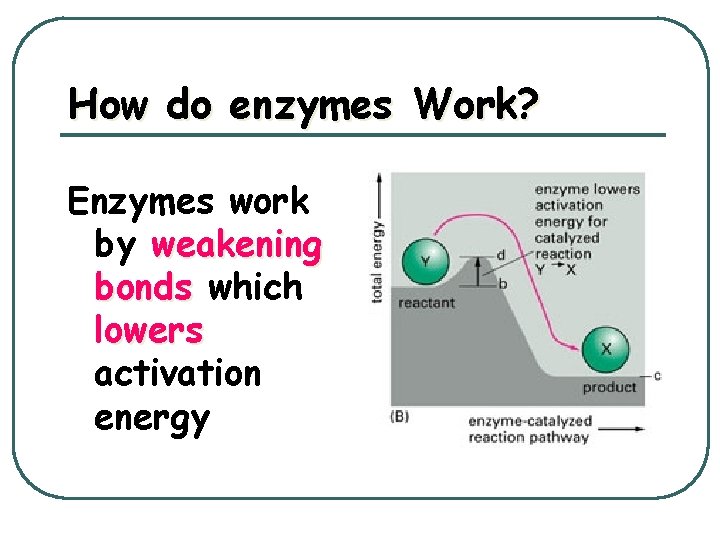 How do enzymes Work? Enzymes work by weakening bonds which lowers activation energy 