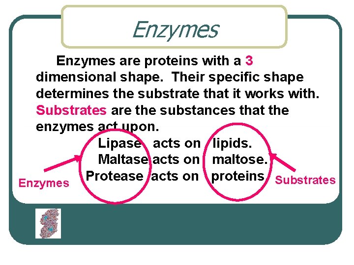 Enzymes are proteins with a 3 dimensional shape. Their specific shape determines the substrate