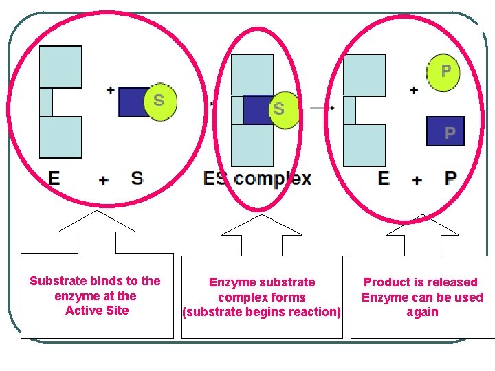 Substrate binds to the enzyme at the Active Site Enzyme substrate complex forms (substrate