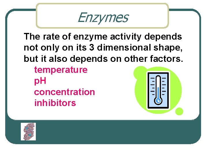 Enzymes The rate of enzyme activity depends not only on its 3 dimensional shape,