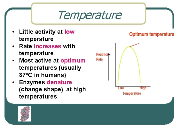 Temperature • Little activity at low temperature • Rate increases with temperature • Most