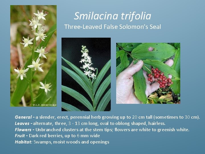 Smilacina trifolia Three-Leaved False Solomon’s Seal General - a slender, erect, perennial herb growing
