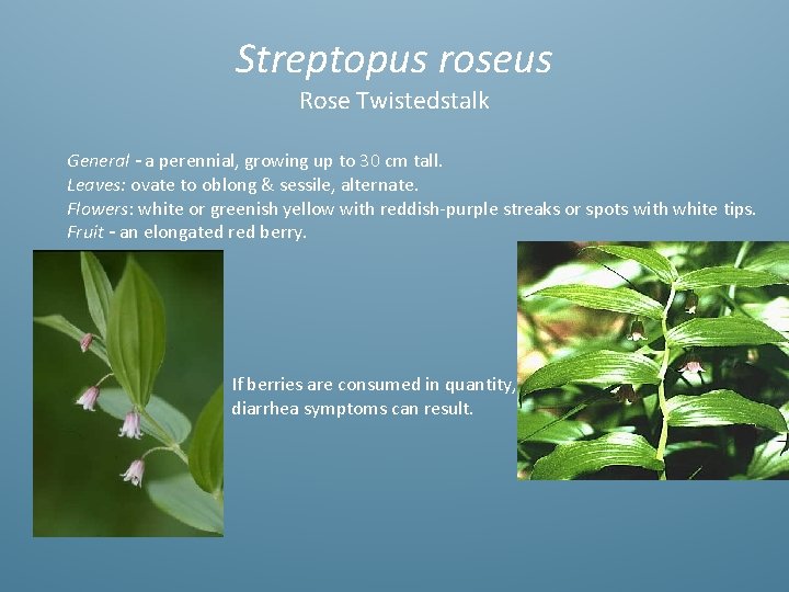 Streptopus roseus Rose Twistedstalk General - a perennial, growing up to 30 cm tall.