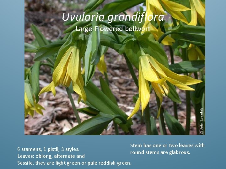 Uvularia grandiflora Large-Flowered bellwort Stem has one or two leaves with 6 stamens, 1