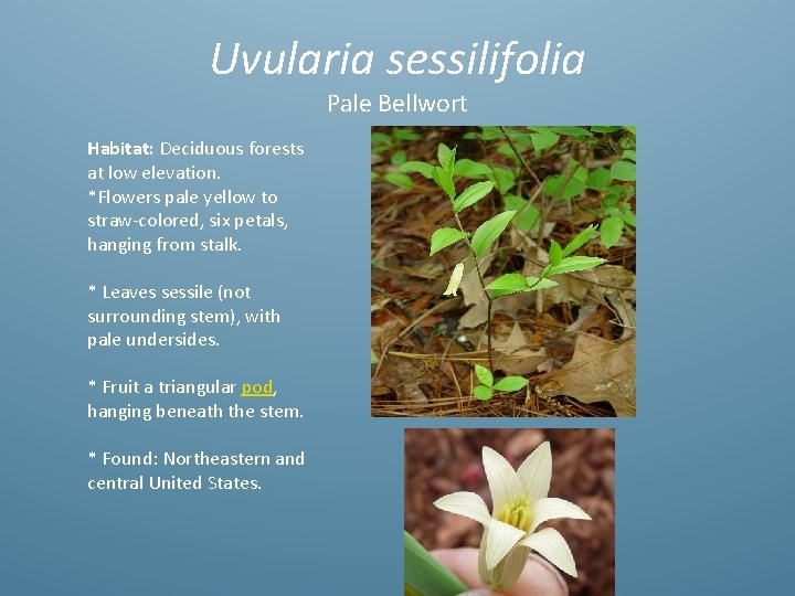 Uvularia sessilifolia Pale Bellwort Habitat: Deciduous forests at low elevation. *Flowers pale yellow to