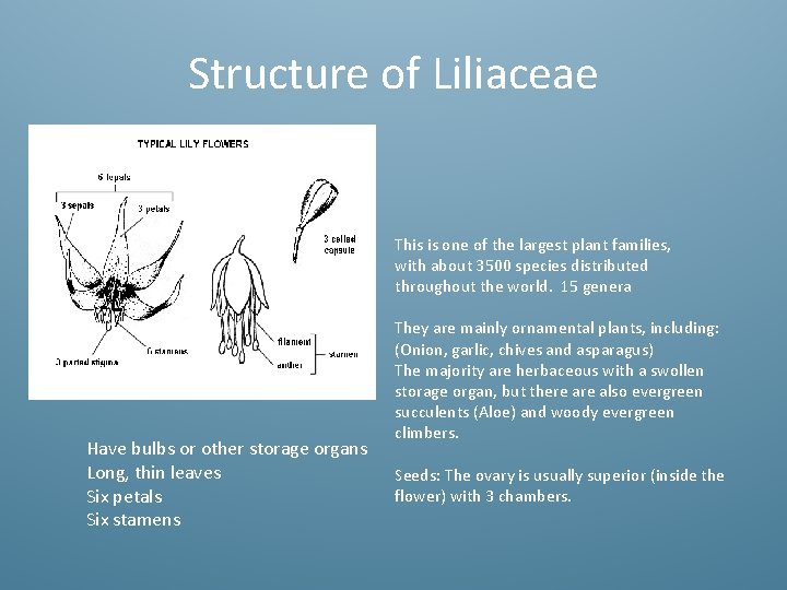 Structure of Liliaceae This is one of the largest plant families, with about 3500