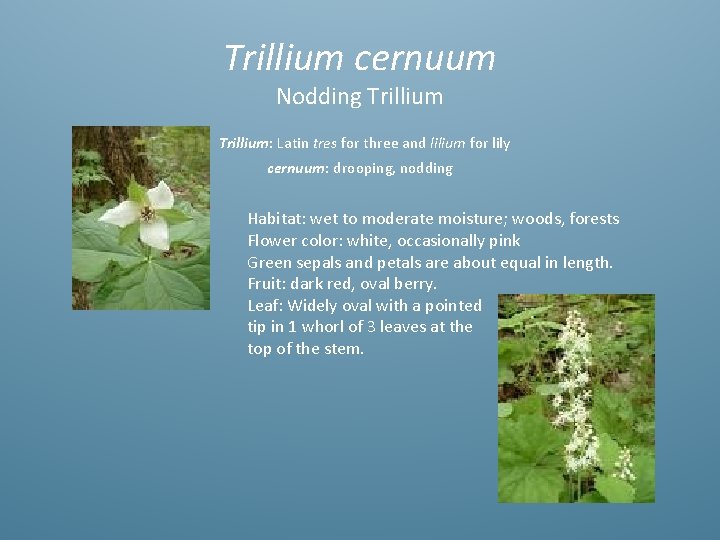 Trillium cernuum Nodding Trillium: Latin tres for three and lilium for lily cernuum: drooping,