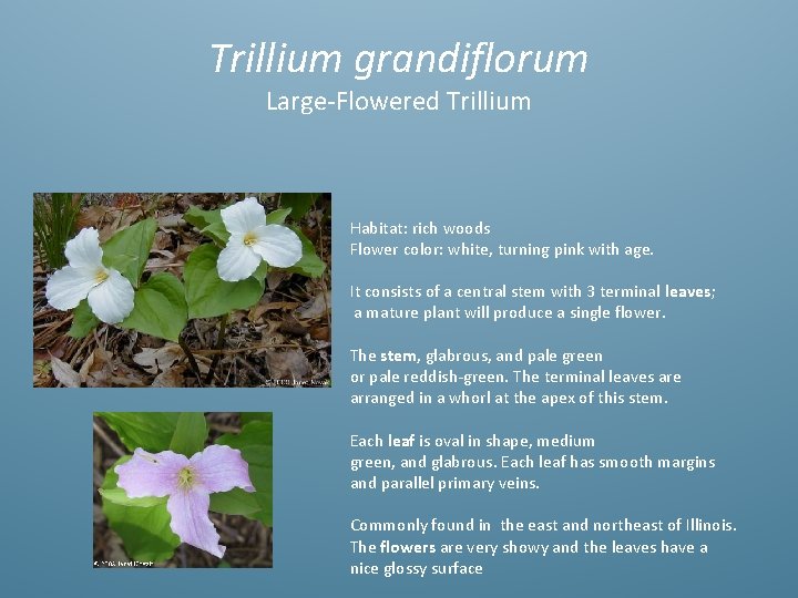 Trillium grandiflorum Large-Flowered Trillium Habitat: rich woods Flower color: white, turning pink with age.