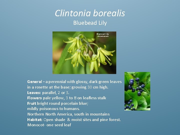 Clintonia borealis Bluebead Lily General - a perennial with glossy, dark green leaves in