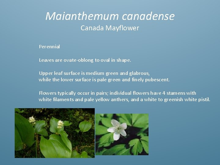 Maianthemum canadense Canada Mayflower Perennial Leaves are ovate-oblong to oval in shape. Upper leaf