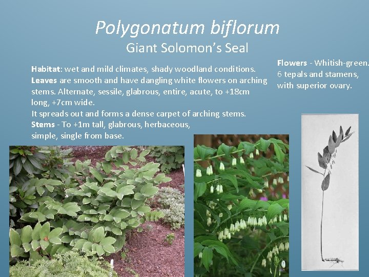 Polygonatum biflorum Giant Solomon’s Seal Habitat: wet and mild climates, shady woodland conditions. Leaves