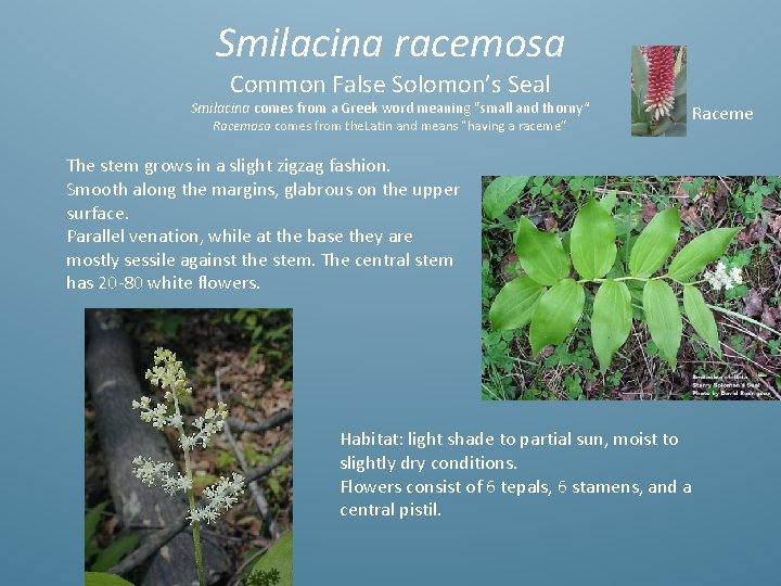 Smilacina racemosa Common False Solomon’s Seal Smilacina comes from a Greek word meaning "small