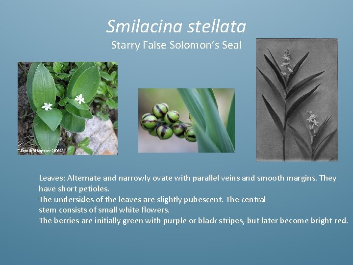Smilacina stellata Starry False Solomon’s Seal Leaves: Alternate and narrowly ovate with parallel veins