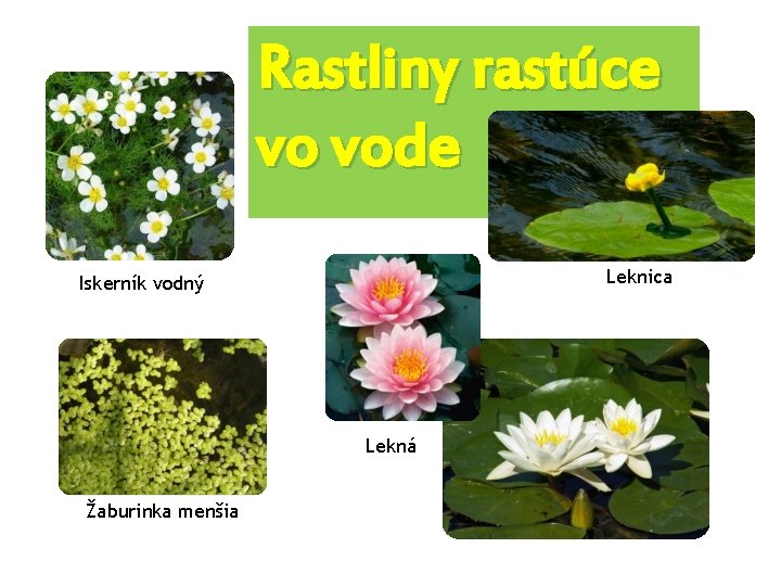 Rastliny rastúce vo vode Leknica Iskerník vodný Lekná Žaburinka menšia 