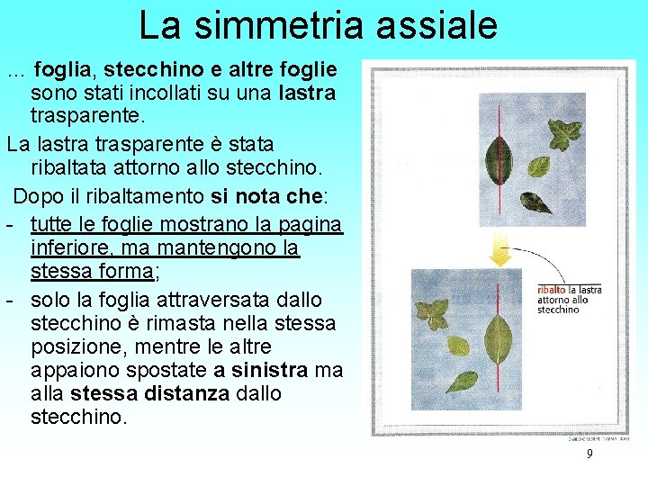 La simmetria assiale … foglia, stecchino e altre foglie sono stati incollati su una