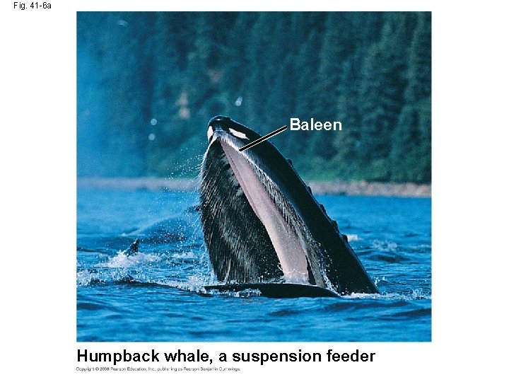 Fig. 41 -6 a Baleen Humpback whale, a suspension feeder 