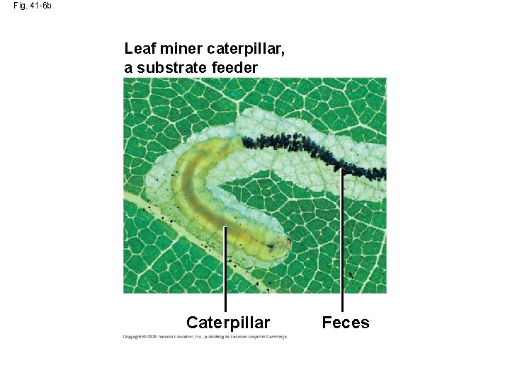 Fig. 41 -6 b Leaf miner caterpillar, a substrate feeder Caterpillar Feces 