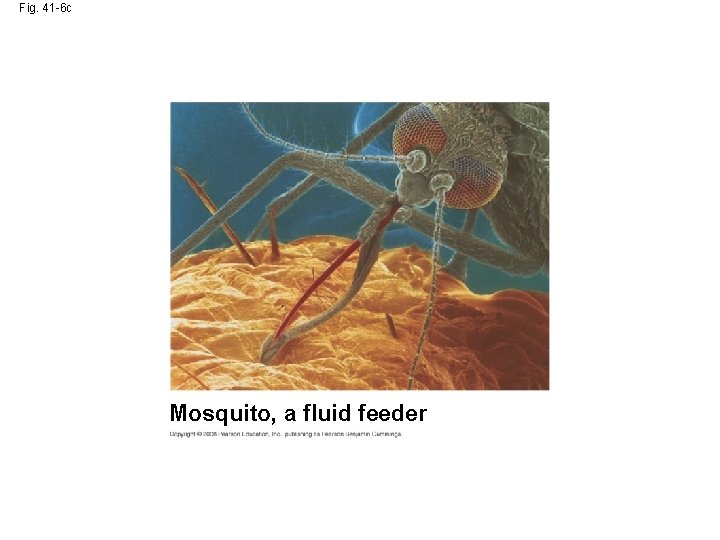 Fig. 41 -6 c Mosquito, a fluid feeder 