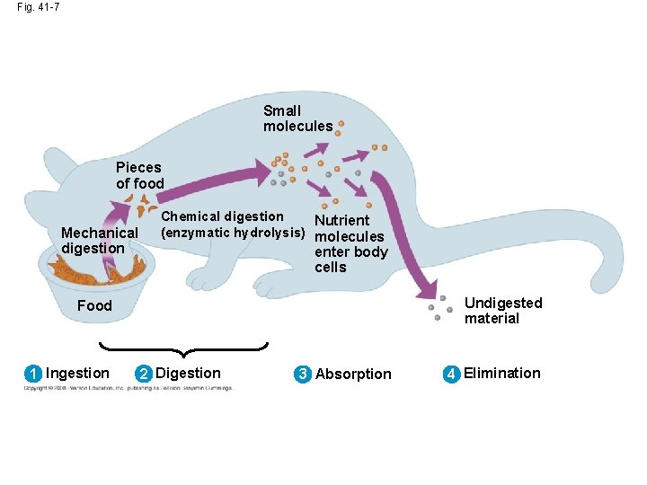 Fig. 41 -7 Small molecules Pieces of food Mechanical digestion Chemical digestion Nutrient (enzymatic