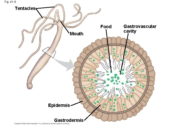 Fig. 41 -8 Tentacles Food Mouth Epidermis Gastrovascular cavity 