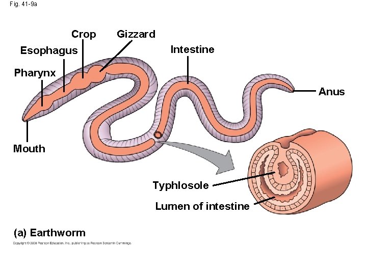 Fig. 41 -9 a Crop Esophagus Gizzard Intestine Pharynx Anus Mouth Typhlosole Lumen of