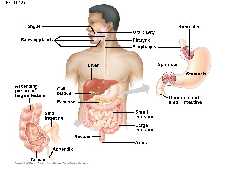 Fig. 41 -10 a Tongue Sphincter Oral cavity Salivary glands Pharynx Esophagus Sphincter Liver