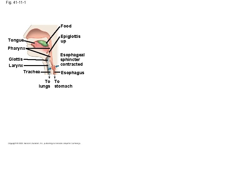 Fig. 41 -11 -1 Food Epiglottis up Tongue Pharynx Esophageal sphincter contracted Glottis Larynx