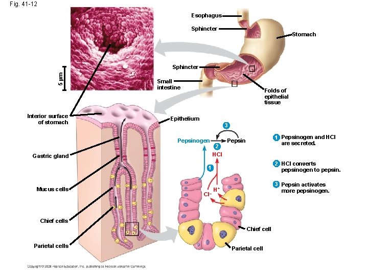 Fig. 41 -12 Esophagus Sphincter Stomach 5 µm Sphincter Interior surface of stomach Small