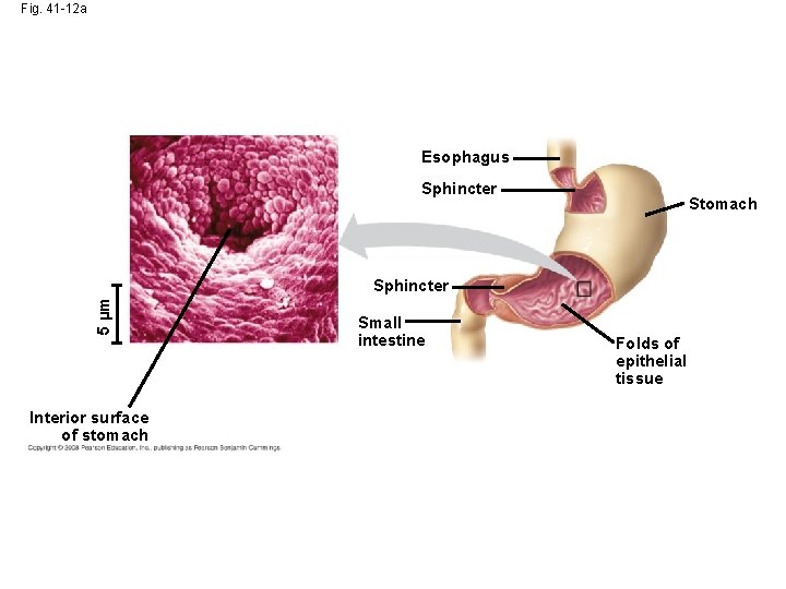 Fig. 41 -12 a Esophagus Sphincter Stomach 5 µm Sphincter Interior surface of stomach