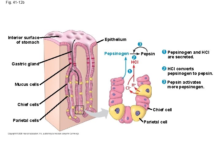 Fig. 41 -12 b Interior surface of stomach Epithelium 3 Pepsinogen 2 1 Pepsinogen