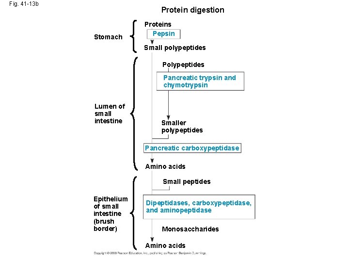 Fig. 41 -13 b Protein digestion Stomach Proteins Pepsin Small polypeptides Pancreatic trypsin and