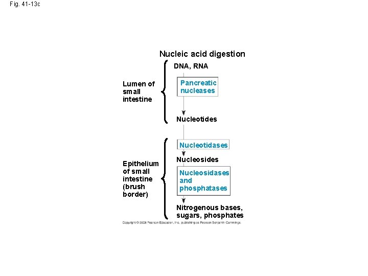 Fig. 41 -13 c Nucleic acid digestion DNA, RNA Lumen of small intestine Pancreatic