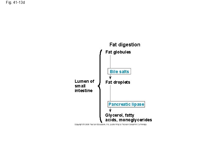 Fig. 41 -13 d Fat digestion Fat globules Bile salts Lumen of small intestine