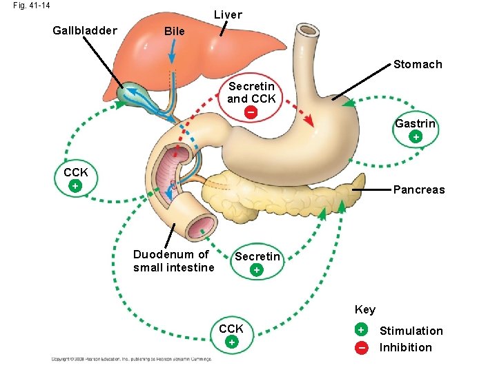 Fig. 41 -14 Liver Gallbladder Bile Stomach Secretin and CCK – Gastrin + CCK