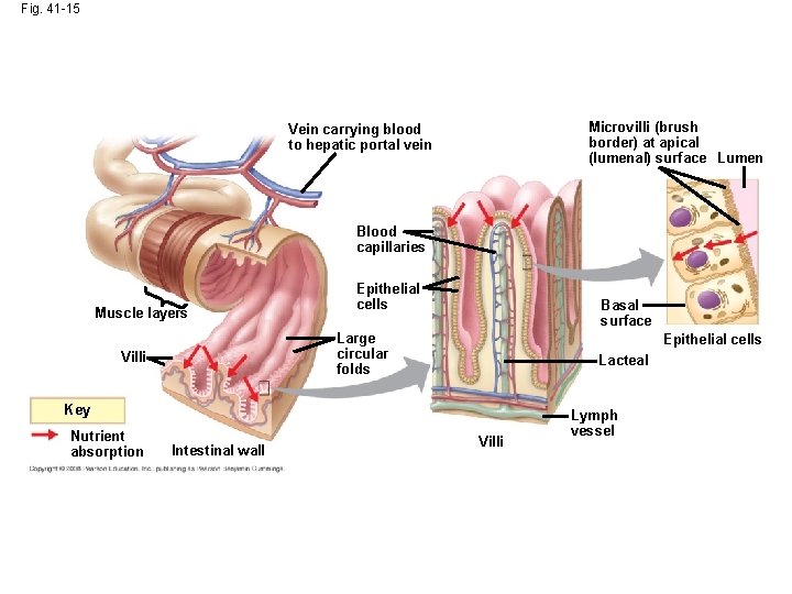 Fig. 41 -15 Microvilli (brush border) at apical (lumenal) surface Lumen Vein carrying blood