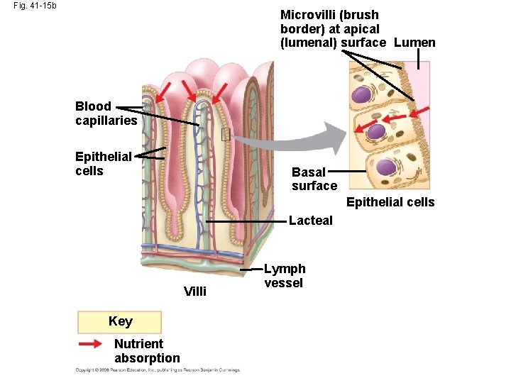 Fig. 41 -15 b Microvilli (brush border) at apical (lumenal) surface Lumen Blood capillaries