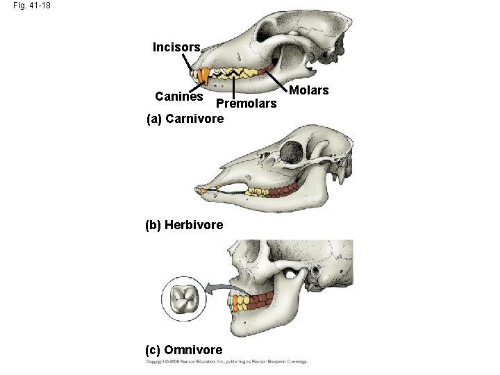 Fig. 41 -18 Incisors Canines Premolars (a) Carnivore (b) Herbivore (c) Omnivore Molars 
