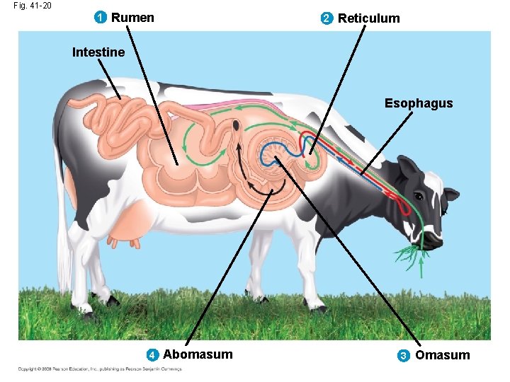 Fig. 41 -20 1 Rumen 2 Reticulum Intestine Esophagus 4 Abomasum 3 Omasum 